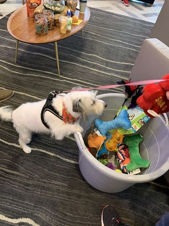 Dottie at pet event